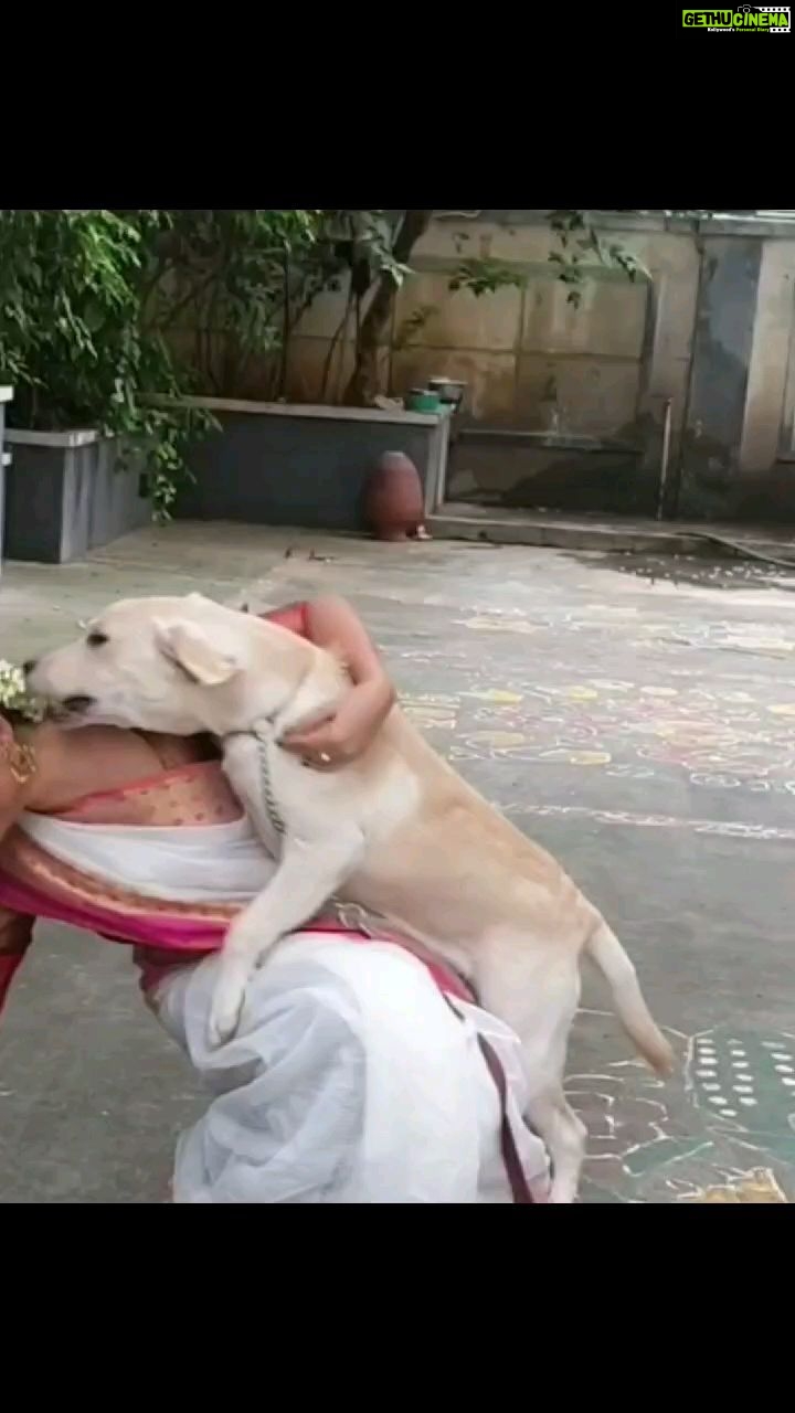 Sony Charishta Instagram - #A pet is the only thing on earth that loves you more than you love yourself #🐕 #😊🤗. . . . * * * * *#reels #sonycharishta #love #puppies # #dogsofinstagram #cutedogs #dogslover #dogofinsta #dog #dogsandpals #doginstagram #puppylove #dogstagram #doglovers #dogs #puppylove #animalsofinstagram #animals #animallovers #dogsofinstagram #dogreels