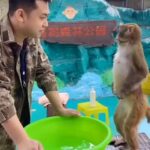 Sony Charishta Instagram - #🐒🦧🙈🙈🤎#stay positive #loveyourself #funnyvideos #funnypost #funnymoment #funnymonkey #monkeylove #allwayssmile