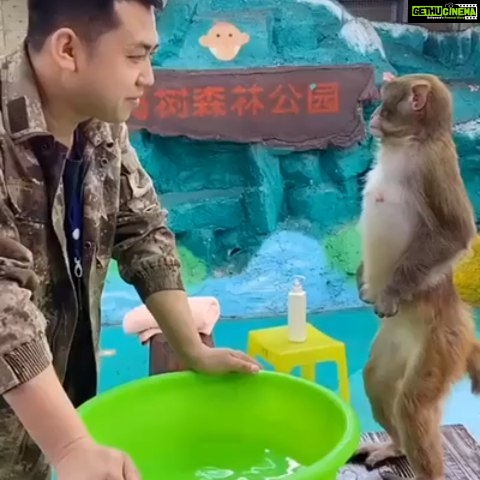 Sony Charishta Instagram - #🐒🦧🙈🙈🤎#stay positive #loveyourself #funnyvideos #funnypost #funnymoment #funnymonkey #monkeylove #allwayssmile
