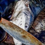 Sri Divya Instagram - #Repost @sealegacy Warning: graphic content // Visit the link in our bio to take action and help end the shark fin trade in the European Union. This is our reality. This is our future. How can we continue going along with this injustice? It is now that we need to make a change. It is today that we must take action. The EU is the world’s largest exporter of shark fins, allowing fins to be illegally retained, transshipped, or landed in the EU. They are a major contributor to the hundreds of millions of sharks slaughtered each year in the name of the horrendous trade. People around the world have come together to call on the @europeancommission to make a change. @stopfinningeu is closer to its goal of stopping the practice but we still need your help. We have until January 31, 2022, to make a change. Join the movement at the link in our bio to help get justice for sharks and stay up to date on the campaign to end the trade of fins in the EU. Photos by @shawnheinrichs #stopfinningeu #shark #stopfinning #conservation #ocean