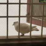 Sri Divya Instagram - My daily evening visitor.. lol😄 #whitepigeon #adorablebirdy 🕊🕊
