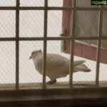 Sri Divya Instagram – My daily evening visitor.. lol😄
 #whitepigeon #adorablebirdy 🕊🕊