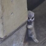 Sri Divya Instagram – 😍😍This shy #babymeerkat just made my morning !!