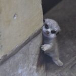 Sri Divya Instagram – 😍😍This shy #babymeerkat just made my morning !!