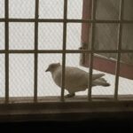 Sri Divya Instagram – My daily evening visitor.. lol😄
 #whitepigeon #adorablebirdy 🕊🕊
