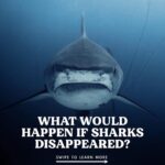 Sri Divya Instagram - Posted @withregram • @seaspiracy Sharks are one of the most misunderstood marine animals in our oceans. Often depicted in movies as savage killers, sharks actually play a vital role in keeping the seas healthy and productive. So what would happen if sharks were to disappear from our oceans? Small fish populations would explode, leading to fast declines in other species due to over-consumption and the small fish populations would eventually starve themselves. Algae and bacteria would then smother the coral reefs, so they can no longer photosynthesis. Species diversity would totally disappear. But sharks are disappearing from our oceans in massive numbers. Due to industrial fishing, 11,000-30,000 sharks are killed EVERY HOUR. Help us put a stop to this destruction. Share this post to help us raise awareness this #SharkAwarenessDay Incredible Images by: @mikecoots