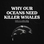 Sri Divya Instagram - Posted @withregram • @seaspiracy Today is #WorldOrcaDay so we wanted to take a look at why Orcas (also known as Killer Whales) are so important to our oceans and what is threatening them!