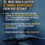 Sri Divya Instagram - Posted @withregram • @seaspiracy Sharks are one of the most misunderstood marine animals in our oceans. Often depicted in movies as savage killers, sharks actually play a vital role in keeping the seas healthy and productive. So what would happen if sharks were to disappear from our oceans? Small fish populations would explode, leading to fast declines in other species due to over-consumption and the small fish populations would eventually starve themselves. Algae and bacteria would then smother the coral reefs, so they can no longer photosynthesis. Species diversity would totally disappear. But sharks are disappearing from our oceans in massive numbers. Due to industrial fishing, 11,000-30,000 sharks are killed EVERY HOUR. Help us put a stop to this destruction. Share this post to help us raise awareness this #SharkAwarenessDay Incredible Images by: @mikecoots