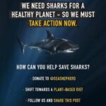 Sri Divya Instagram – Posted @withregram • @seaspiracy Sharks are one of the most misunderstood marine animals in our oceans.

Often depicted in movies as savage killers, sharks actually play a vital role in keeping the seas healthy and productive.

So what would happen if sharks were to disappear from our oceans?

Small fish populations would explode, leading to fast declines in other species due to over-consumption and the small fish populations would eventually starve themselves.

Algae and bacteria would then smother the coral reefs, so they can no longer photosynthesis.

Species diversity would totally disappear.

But sharks are disappearing from our oceans in massive numbers. Due to industrial fishing, 11,000-30,000 sharks are killed EVERY HOUR.

Help us put a stop to this destruction.

Share this post to help us raise awareness this #SharkAwarenessDay

Incredible Images by: @mikecoots