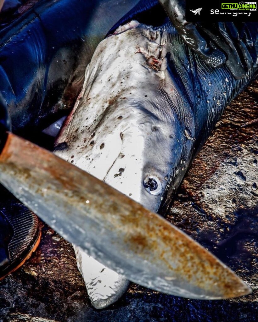 Sri Divya Instagram - #Repost @sealegacy Warning: graphic content // Visit the link in our bio to take action and help end the shark fin trade in the European Union. This is our reality. This is our future. How can we continue going along with this injustice? It is now that we need to make a change. It is today that we must take action. The EU is the world’s largest exporter of shark fins, allowing fins to be illegally retained, transshipped, or landed in the EU. They are a major contributor to the hundreds of millions of sharks slaughtered each year in the name of the horrendous trade. People around the world have come together to call on the @europeancommission to make a change. @stopfinningeu is closer to its goal of stopping the practice but we still need your help. We have until January 31, 2022, to make a change. Join the movement at the link in our bio to help get justice for sharks and stay up to date on the campaign to end the trade of fins in the EU. Photos by @shawnheinrichs #stopfinningeu #shark #stopfinning #conservation #ocean