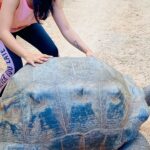 Srushti Dange Instagram – My very first day shoot was with these tortoises 🐢 in Zanzibar for #survivortamil and also very much first time I’ve seen them
Up close and personal. They are so beautiful, calm & composed I had so much fun 🤩 #slowandsteady 🐢