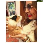 Srushti Dange Instagram - In Case of emotional breakdown give me a Guinea Pig 🐷#wheekwheek #guineapig