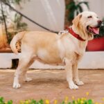 Sshivada Instagram - When I met you for the first time back in 2015 ,I was really afraid to even step near you(since I never had a pet in my life until then).Now in 2020, u are a part of our family.Happy birthday Jenny ❤️#petslove #loveyourpet #petsofinstagram #pets Alappuzha