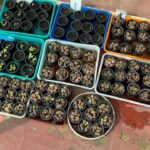 Suhasini Maniratnam Instagram - Garden report after many months.