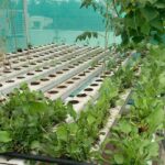 Suhasini Maniratnam Instagram - Hydroponic garden revamp