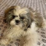 Suhasini Maniratnam Instagram - We had a bath. We are tired