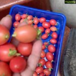 Suhasini Maniratnam Instagram - Good cherry tomatoes morning