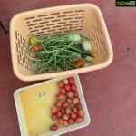 Suhasini Maniratnam Instagram - Happiness in a basket. When it is from the terrace garden.