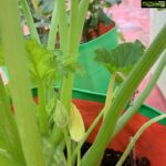 Suhasini Maniratnam Instagram - Trying to grow zucchini in our terrace ❤️❤️❤️