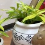 Suhasini Maniratnam Instagram - Green amidst concrete
