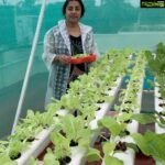 Suhasini Maniratnam Instagram - Butter cup lettuce 🥬 harvest this morning in pouring rain