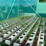 Suhasini Maniratnam Instagram - My tiny young hydroponic plants struggled and braced the storm. Thanks to Rahul dhoka who set it up for me. Here are his details in the next 2 pictures. Get your own hydroponic farm in your terrace. Time is right to grow these organic greens lettuces keerai s herbs and salad leaves.