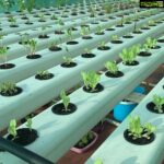 Suhasini Maniratnam Instagram - My hydroponic terrace farm attempt. Thanks to Lanka lingam who put me on to Rahul Dhoka who fabricated &assembled this for me. Keeping fingers crossed. All these tiny seedlings should grow full bloom soon