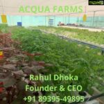 Suhasini Maniratnam Instagram - My tiny young hydroponic plants struggled and braced the storm. Thanks to Rahul dhoka who set it up for me. Here are his details in the next 2 pictures. Get your own hydroponic farm in your terrace. Time is right to grow these organic greens lettuces keerai s herbs and salad leaves.
