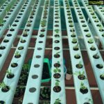 Suhasini Maniratnam Instagram - My hydroponic terrace farm attempt. Thanks to Lanka lingam who put me on to Rahul Dhoka who fabricated &assembled this for me. Keeping fingers crossed. All these tiny seedlings should grow full bloom soon
