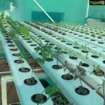 Suhasini Maniratnam Instagram - My hydroponic terrace farm attempt. Thanks to Lanka lingam who put me on to Rahul Dhoka who fabricated &assembled this for me. Keeping fingers crossed. All these tiny seedlings should grow full bloom soon