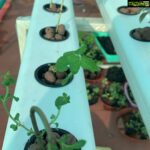 Suhasini Maniratnam Instagram - My hydroponic terrace farm attempt. Thanks to Lanka lingam who put me on to Rahul Dhoka who fabricated &assembled this for me. Keeping fingers crossed. All these tiny seedlings should grow full bloom soon