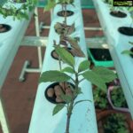 Suhasini Maniratnam Instagram - My hydroponic terrace farm attempt. Thanks to Lanka lingam who put me on to Rahul Dhoka who fabricated &assembled this for me. Keeping fingers crossed. All these tiny seedlings should grow full bloom soon