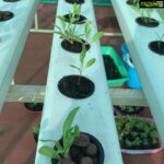 Suhasini Maniratnam Instagram - My hydroponic terrace farm attempt. Thanks to Lanka lingam who put me on to Rahul Dhoka who fabricated &assembled this for me. Keeping fingers crossed. All these tiny seedlings should grow full bloom soon