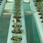 Suhasini Maniratnam Instagram - My hydroponic terrace farm attempt. Thanks to Lanka lingam who put me on to Rahul Dhoka who fabricated &assembled this for me. Keeping fingers crossed. All these tiny seedlings should grow full bloom soon
