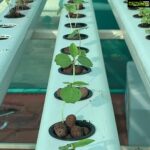 Suhasini Maniratnam Instagram - My hydroponic terrace farm attempt. Thanks to Lanka lingam who put me on to Rahul Dhoka who fabricated &assembled this for me. Keeping fingers crossed. All these tiny seedlings should grow full bloom soon
