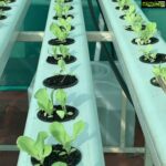 Suhasini Maniratnam Instagram - My hydroponic terrace farm attempt. Thanks to Lanka lingam who put me on to Rahul Dhoka who fabricated &assembled this for me. Keeping fingers crossed. All these tiny seedlings should grow full bloom soon