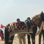 Suhasini Maniratnam Instagram - Decked up horse at location today