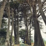 Sushma Raj Instagram –  Mendocino, California