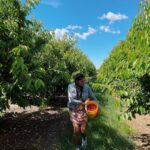 Sushma Raj Instagram - #cherrypicking #farmfresh 🍒 #weekendgetaway Brentwood, California