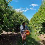 Sushma Raj Instagram – #cherrypicking #farmfresh 🍒 #weekendgetaway Brentwood, California