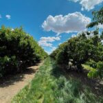 Sushma Raj Instagram – #cherrypicking #farmfresh 🍒 #weekendgetaway Brentwood, California