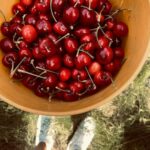Sushma Raj Instagram - #cherrypicking #farmfresh 🍒 #weekendgetaway Brentwood, California