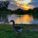Sushma Raj Instagram - SUNSETS are the proof that no matter what happens, day can end BEAUTIFULLY! ☀️ 🌅 🦆 🌳