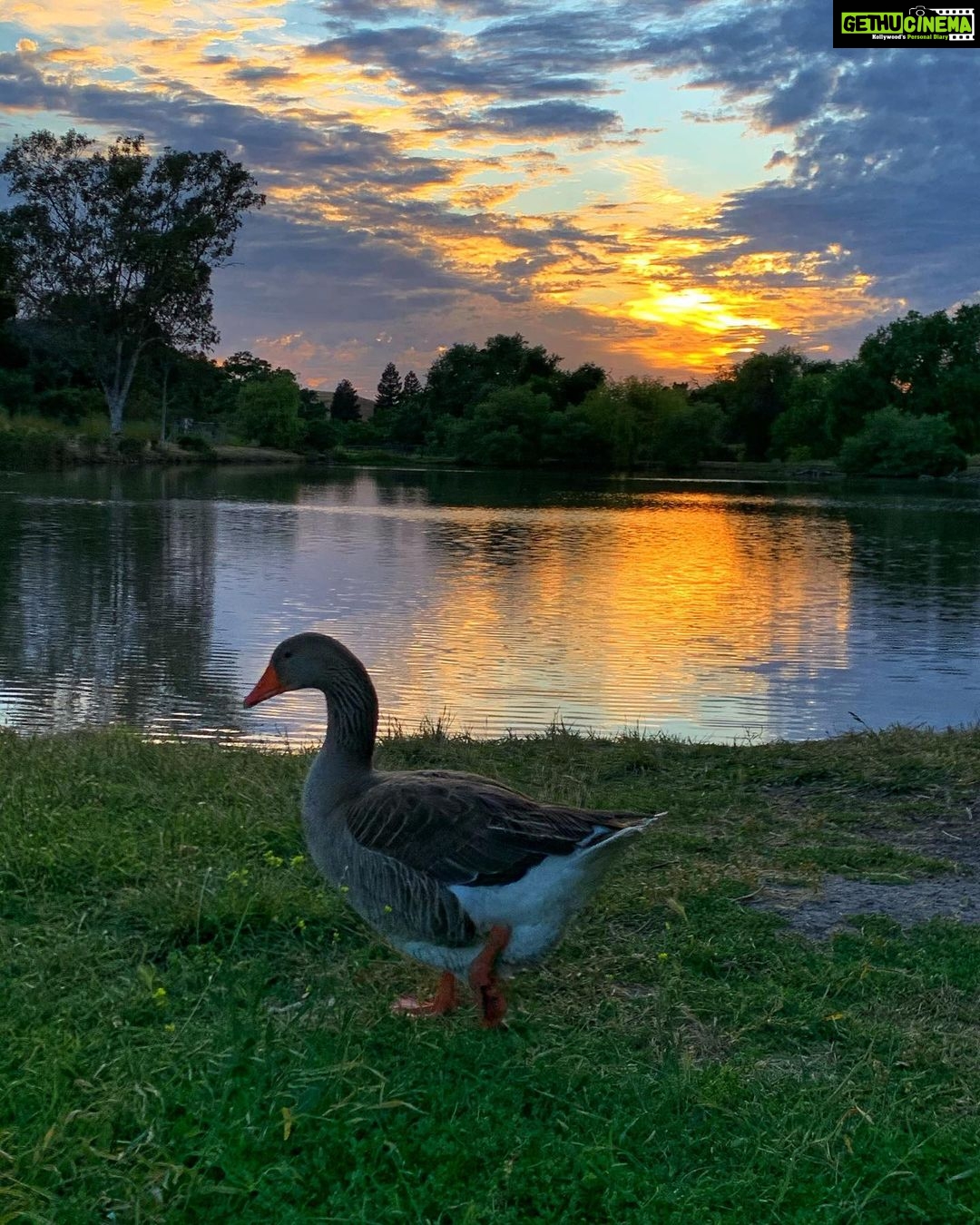 Sushma Raj Instagram - SUNSETS are the proof that no matter what happens, day can end BEAUTIFULLY! ☀️ 🌅 🦆 🌳