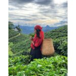Sushma Raj Instagram - Tea anytime 🤷🏻‍♀️ #munnar Munnar