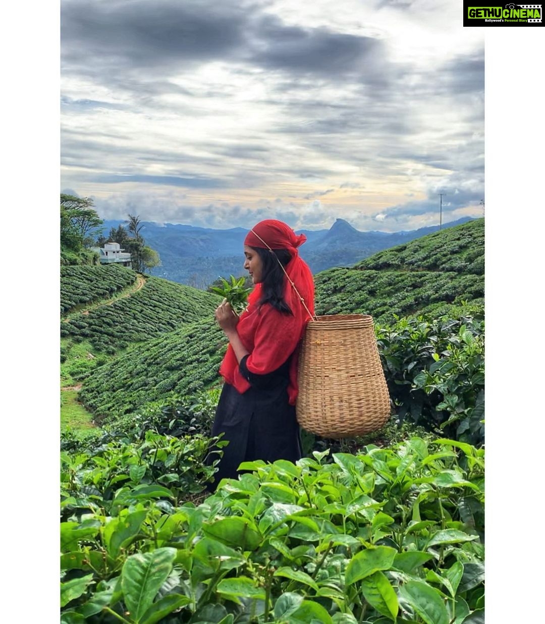 Sushma Raj Instagram - Tea anytime 🤷🏻♀️ #munnar Munnar