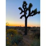 Sushma Raj Instagram - Hey there! #joshuatree 🌵#sunsets Joshua Tree, California