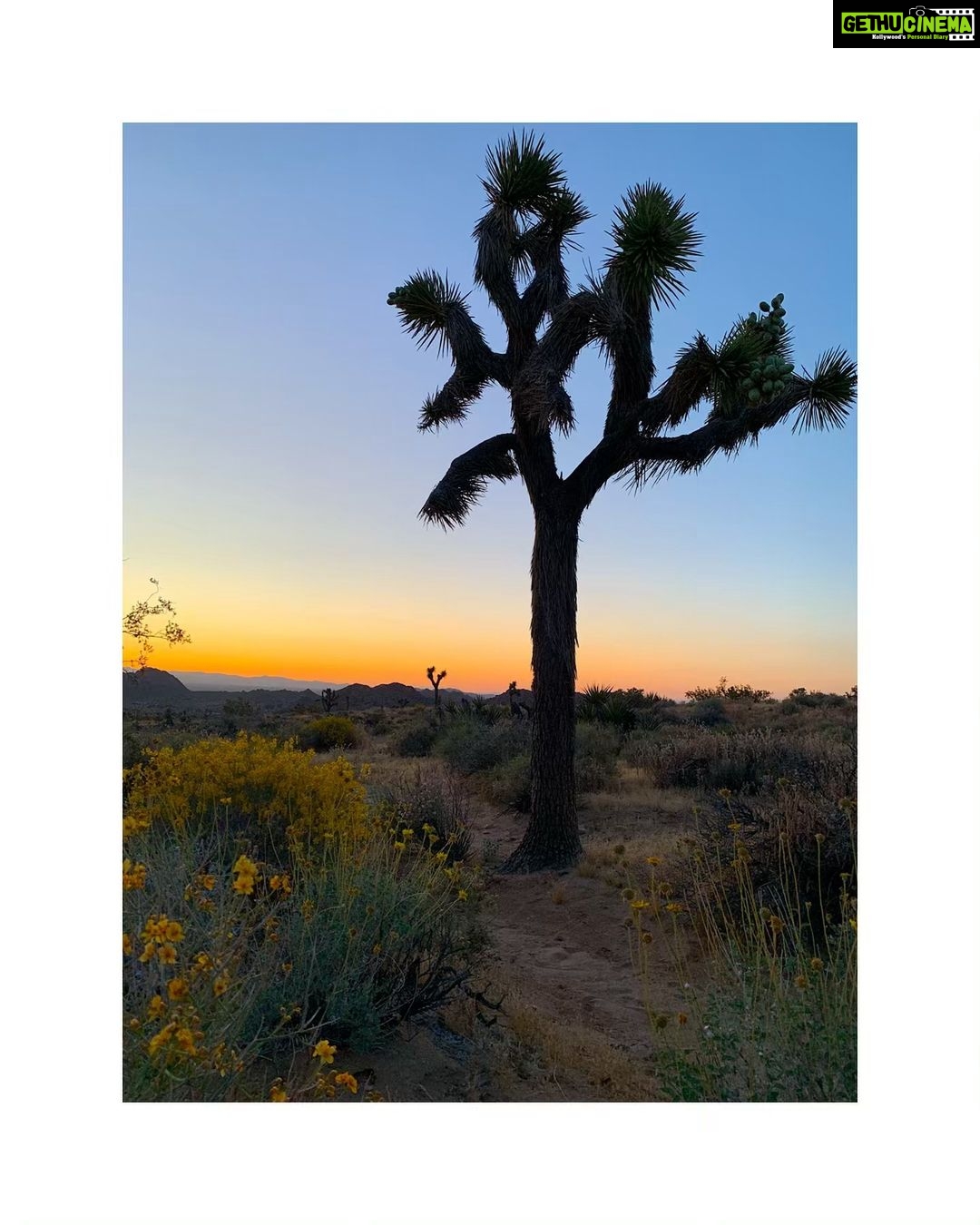 Sushma Raj Instagram - Hey there! #joshuatree 🌵#sunsets Joshua Tree, California