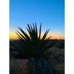 Sushma Raj Instagram - Hey there! #joshuatree 🌵#sunsets Joshua Tree, California