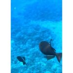 Sushma Raj Instagram - #snorkeling in Molokini crater! Hawaii